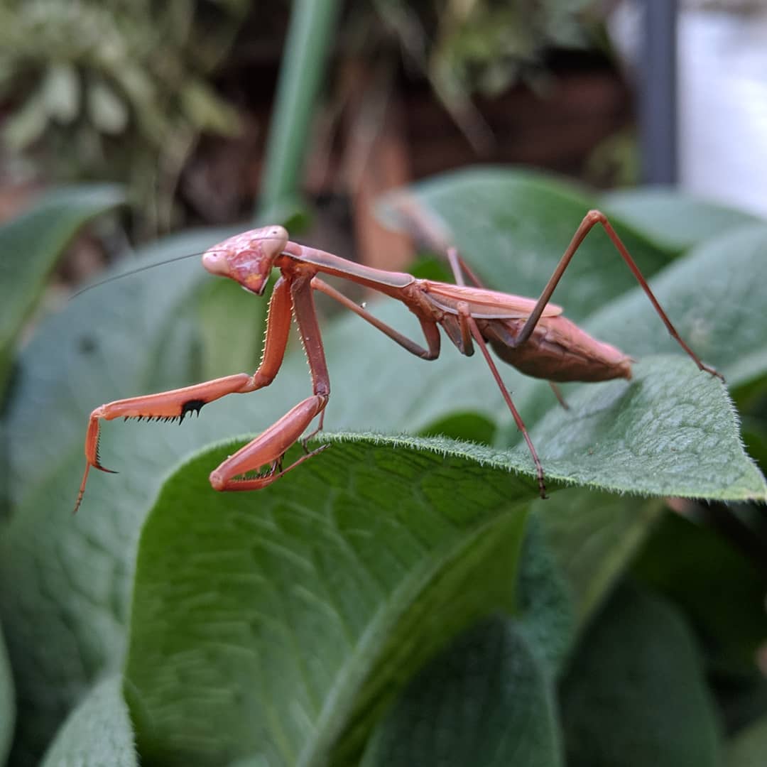 Photo of praying mantis on cumfrey leave