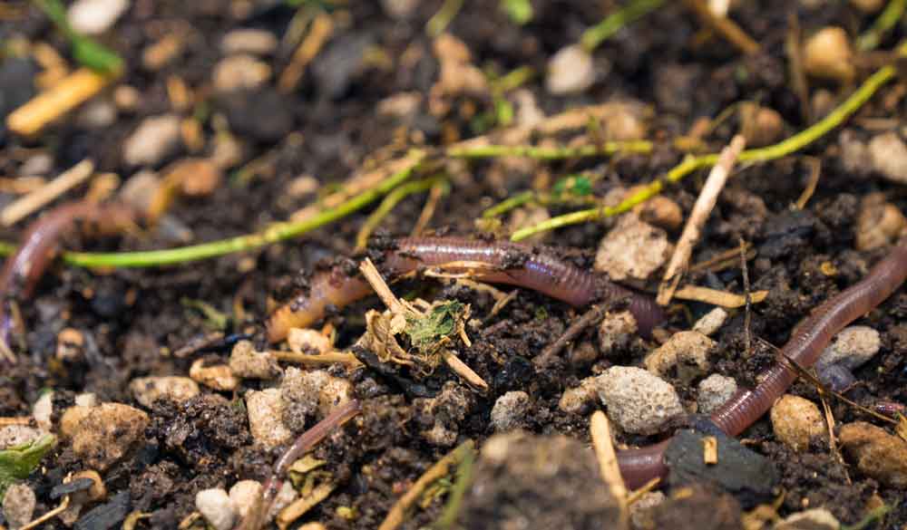 Earth worms in potting soil