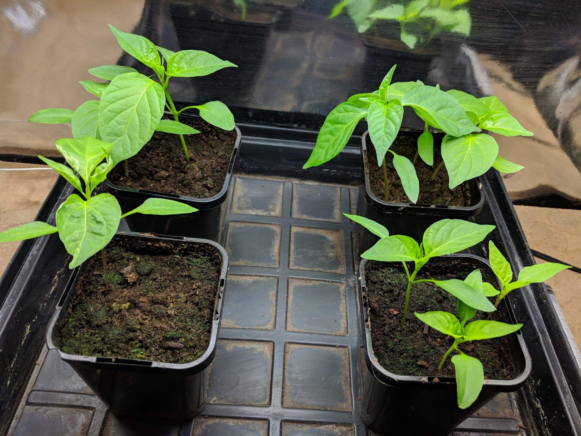 Photo of capsicum seedlings used in the Easy as Organics living soil versus standard potting soil trial