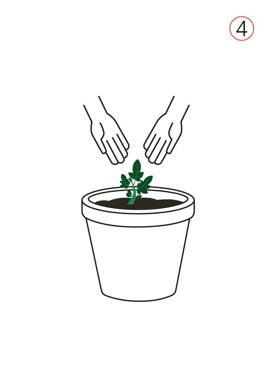 Place your seedling or cutting firmly in the centre of the pot and cover the root ball with more soil. Apply a small amount of water to set new seedling or rooted cutting in place.