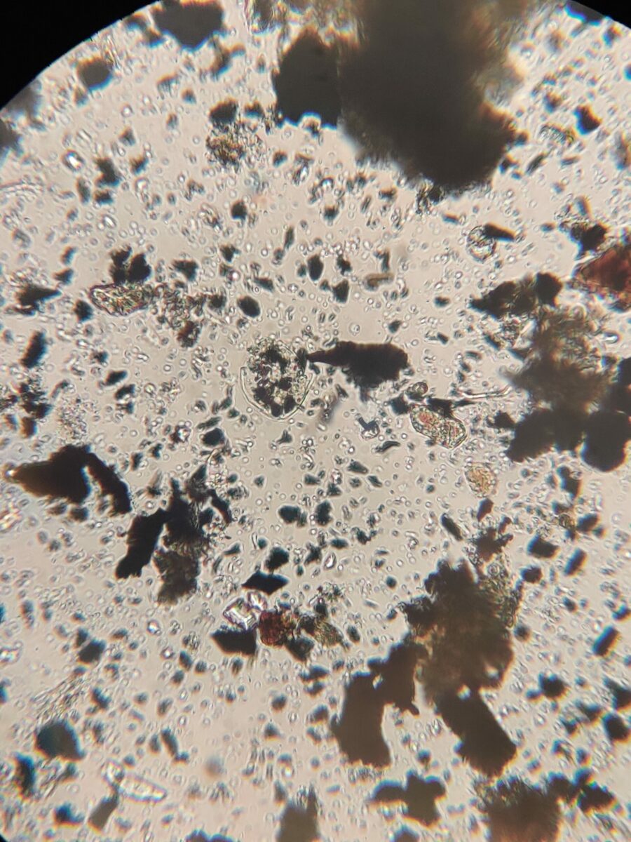 Activated Biochar under the microscope.